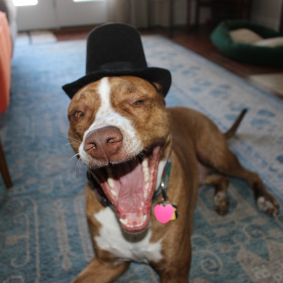 Meet your Posher, Ansley - Picture 2 of 8